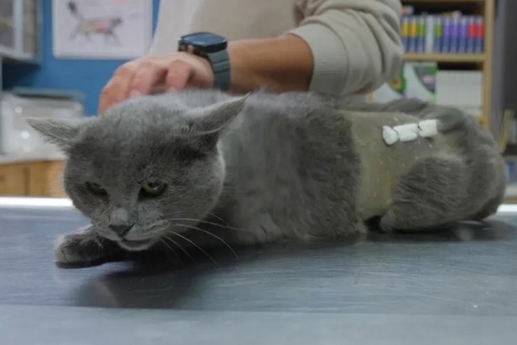 İştahsız kedisini veterinere g&ouml;t&uuml;rd&uuml;, şoku yaşadı