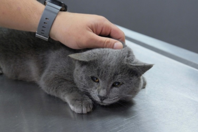 İştahsız kedisini veterinere g&ouml;t&uuml;rd&uuml;, r&ouml;ntgeni g&ouml;r&uuml;nce şoke oldu