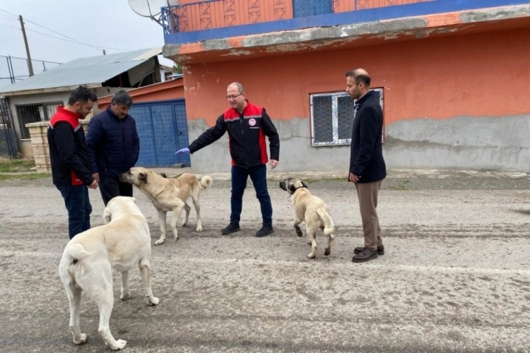 Erzincan'da sokak k&ouml;peklerine kuduz aşısı