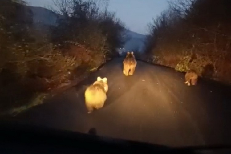 Anne ayı ve yavruları ara&ccedil;tan b&ouml;yle korktular...