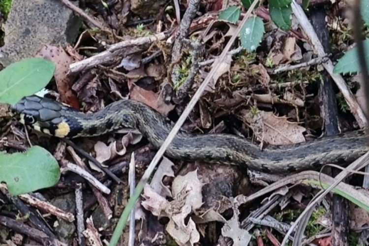 Aralık ayında şaşırtan görüntü: Kış uykusu bozuldu!