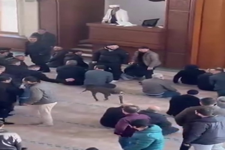 Pitbull cuma namazına daldı, sahibi cezadan ka&ccedil;amadı