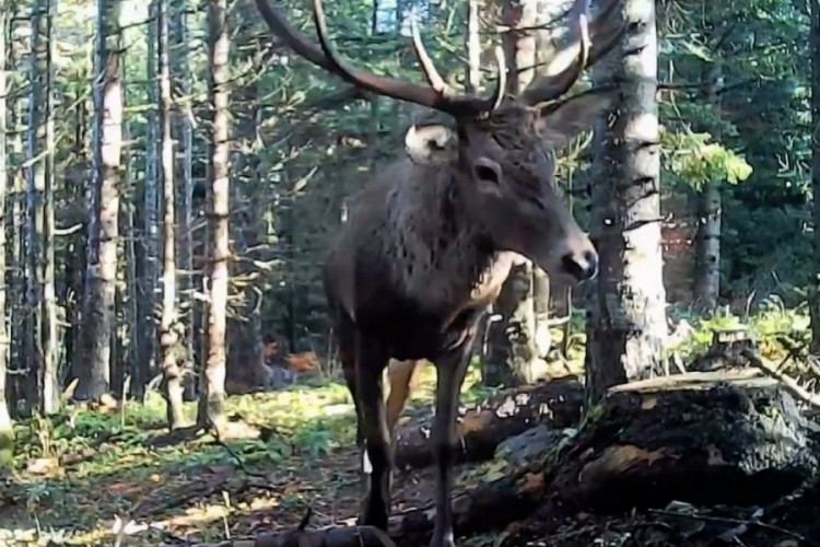 Bolu'nun yaban hayatı fotokapana yansıdı