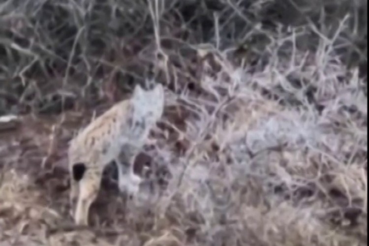 Başta kedi sandı, ger&ccedil;eği anlayınca şaşırdı