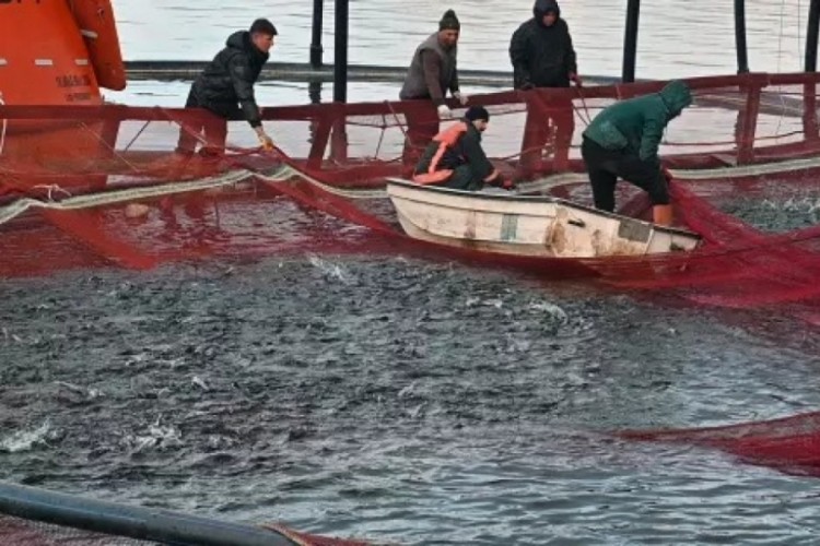 Denizi olmayan şehirde &uuml;retilip d&uuml;nyaya a&ccedil;ılıyor!