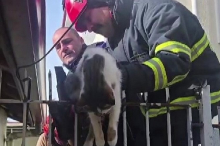 Korkuluğa saplanan kediyi itfaiyeciler kurtardı