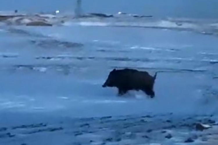 Mahalleye yakın bir noktada domuz g&ouml;r&uuml;ld&uuml;
