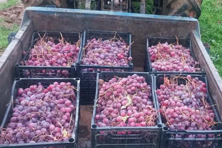 Kilosunu 30 liradan sattı! Dalında tazecik bekleyenlerle s&uuml;rpriz yaptı