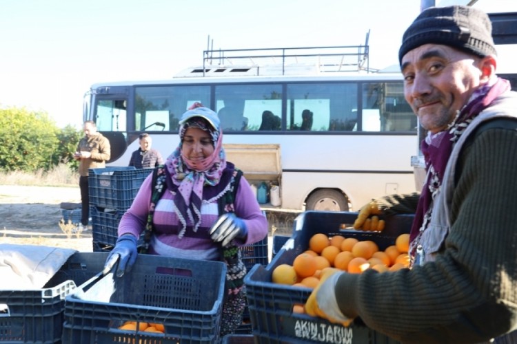 Kozan portakalında hasat zamanı: Bah&ccedil;ede kilosu 10 TL