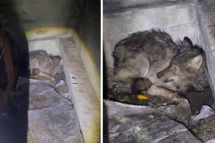 A&ccedil; kalan kurt, k&ouml;pek barınağına sığındı