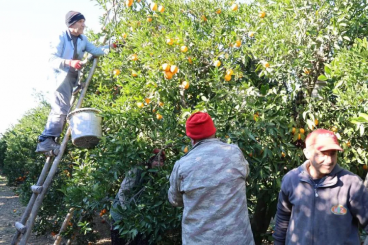 Soğuk havada hasat başladı! Dalında kilosu 13 liradan satılıyor