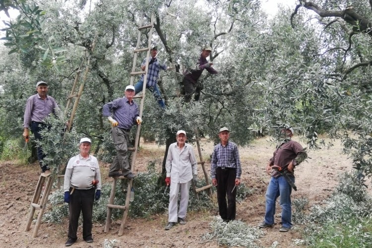 Bursa'da zeytin hasadı bitti, yeni kriz kapıya dayandı!