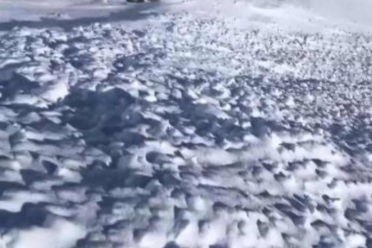 &Ccedil;ığ felaketi ahırı vurdu: 44 hayvan &ouml;ld&uuml;