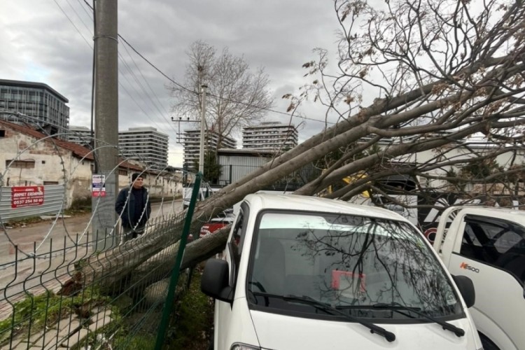 Lodos Bursa'yı vurdu: Ağa&ccedil;lar devrildi, ekipler seferber oldu...