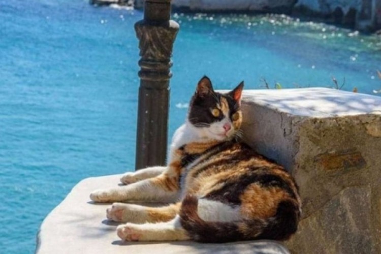Bu adada kedileri sevene 1 ay &uuml;cretsiz tatil...