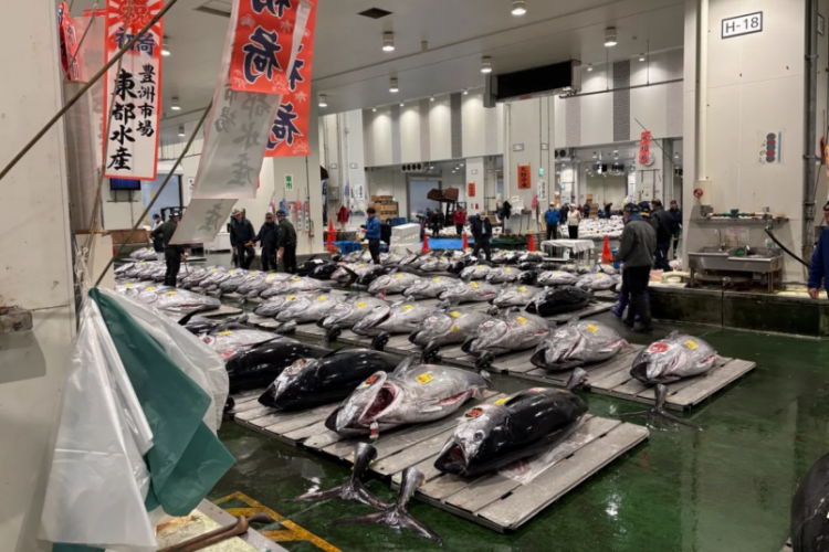 Japonya'daki balık mezatında tarihi rekor! Dev orkinosa milyon dolarlık teklif