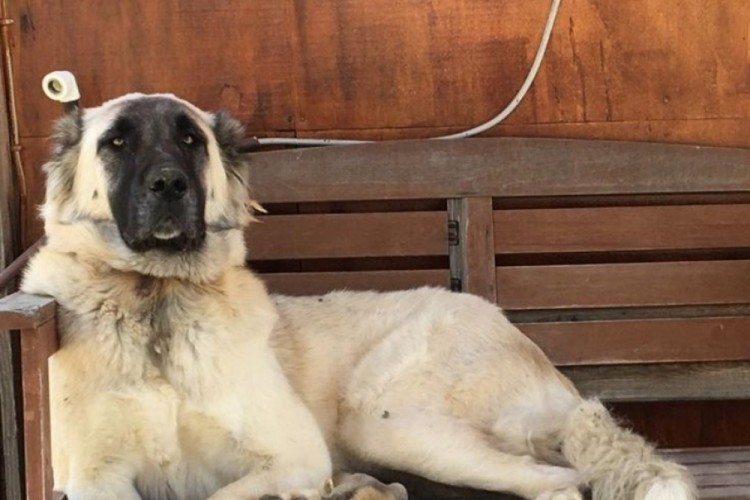 Yerleşim yerinde a&ccedil;ılan ateş k&ouml;peği vurdu, inceleme başlatıldı