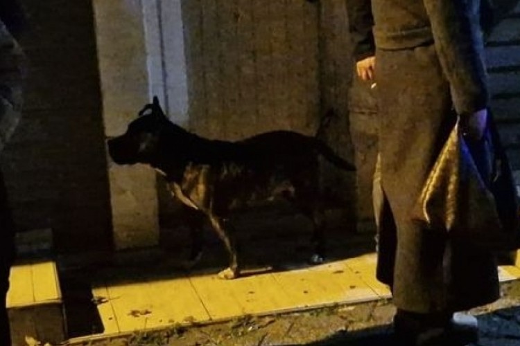 Eski başkan &ouml;l&uuml; bulundu, k&ouml;peği ise herkesi h&uuml;z&uuml;nlendirdi