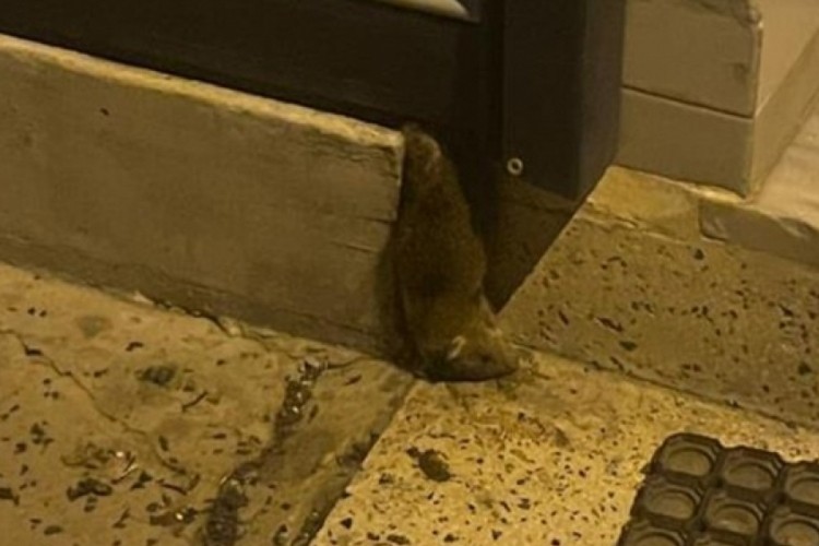 Vatandaşlar isyanda: D&uuml;kkanı istila ettiler