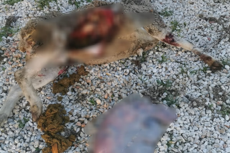 Bursa'da sokak k&ouml;pekleri hamile koyunu par&ccedil;aladı! Sahibi, &Ccedil;ocuklar tehlikede diyerek tepki g&ouml;sterdi...