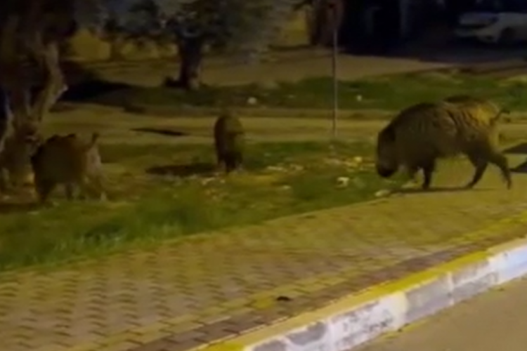 Aydın'da domuzlar şehri mesken tuttu