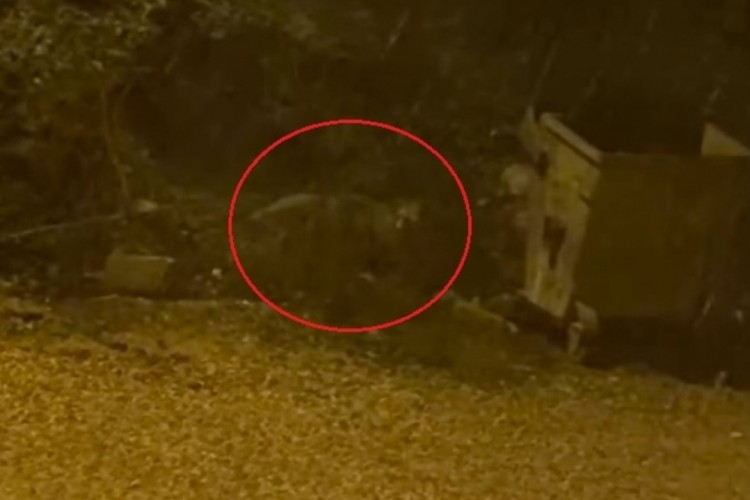 Bursa'da mahalleye indi, &ccedil;&ouml;p konteynerının etrafında dolandı...