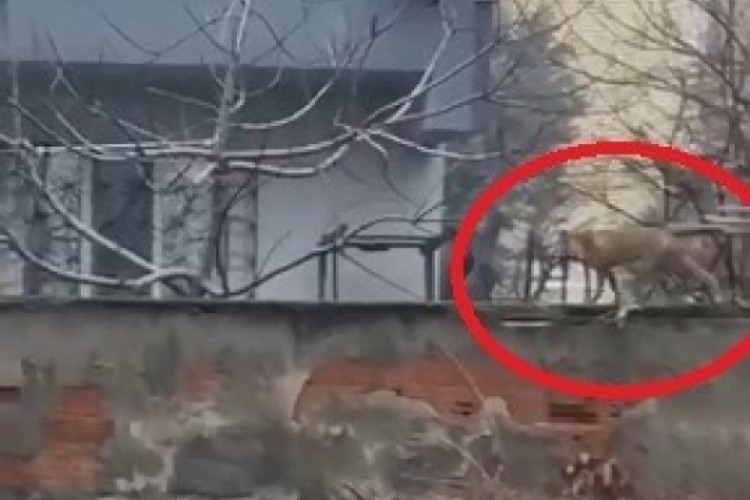 Bursa'da mahallede tilki dolaştı