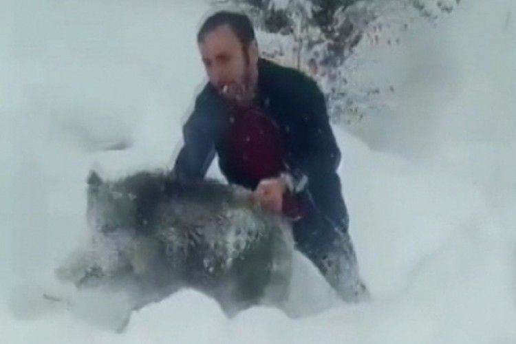 Sinop'ta eliyle domuz yakalayan kişiye binlerce liralık ceza