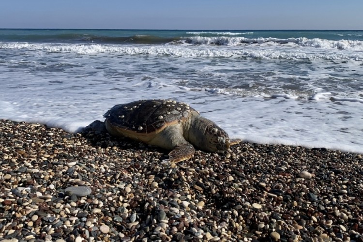 2 g&uuml;nde 2 caretta caretta telef oldu