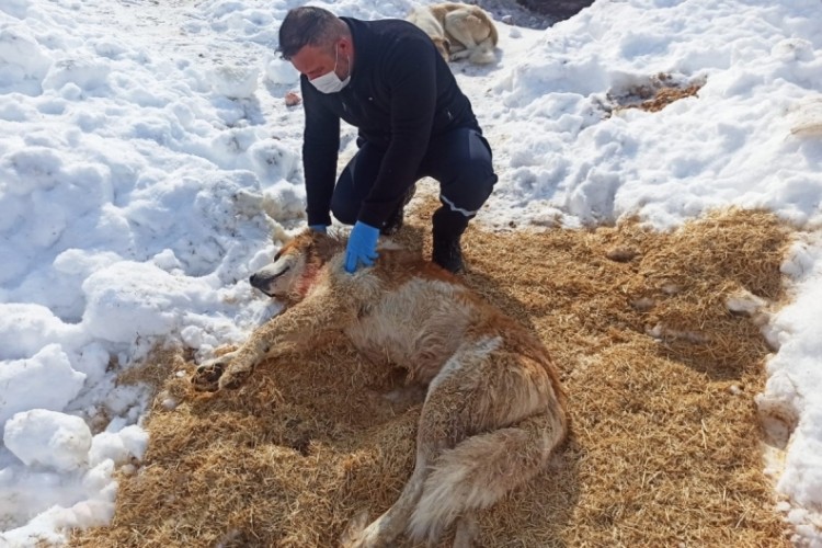 Kurdun saldırısına uğrayan k&ouml;pek yaralandı
