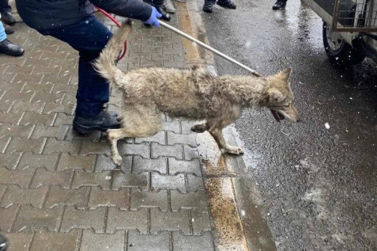 Lastik&ccedil;iye giren kurt panik yaşattı!