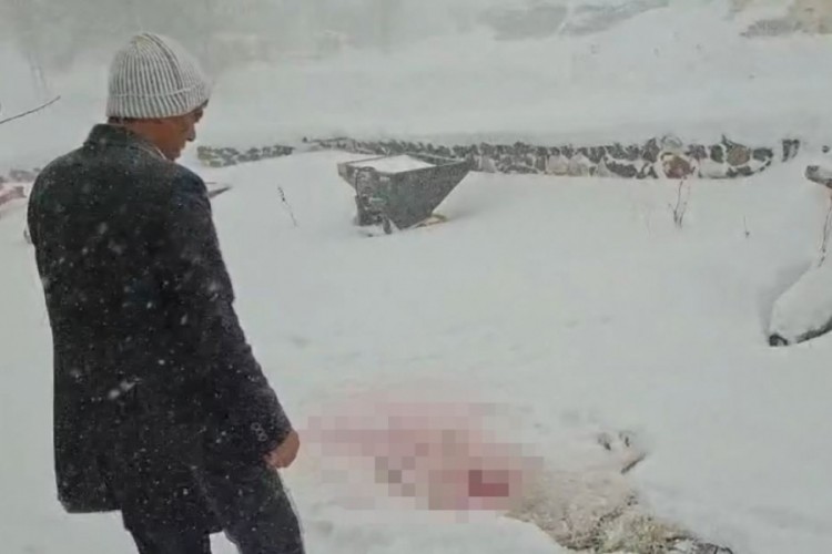 Dağda a&ccedil; kalan kurtlar k&ouml;y&uuml;n kabusu oldu