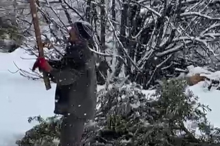 Kar ağırlığına dayanamayan ağa&ccedil;lar zarar g&ouml;rd&uuml;