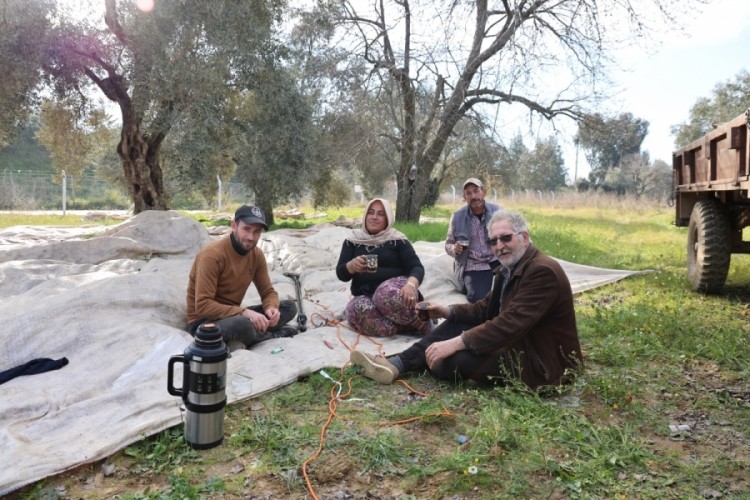 Aydın'da piknik havasında zeytin hasadı