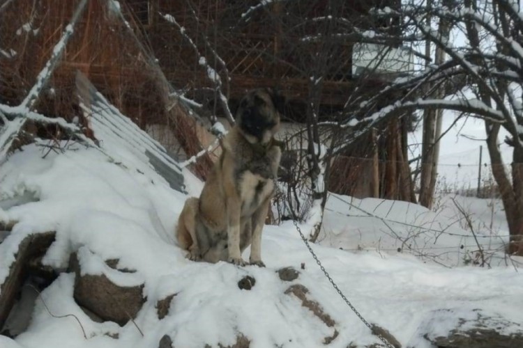Cesur bek&ccedil;i k&ouml;peği 6 kurda meydan okudu