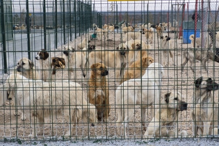 Barınakta a&ccedil; ve susuz bırakılan k&ouml;peklerin birbirini par&ccedil;aladığı iddiası