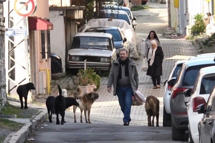 S&uuml;r&uuml; halindeki başıboş k&ouml;pekler ekipleri g&ouml;r&uuml;nce ka&ccedil;tı
