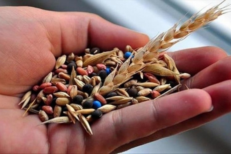 Muğla'da &uuml;retilen 22 milyon yerel tohum 81 ildeki &uuml;reticilere ulaştırıldı