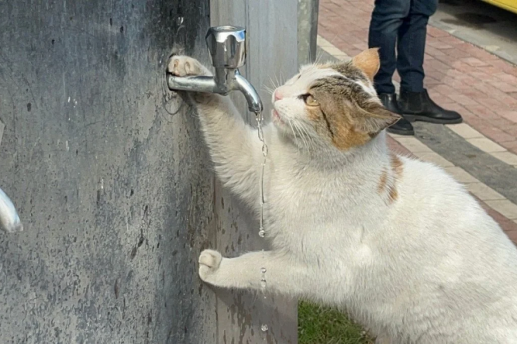 Susuz kalan kedi, musluktan kana kana su i&ccedil;ti