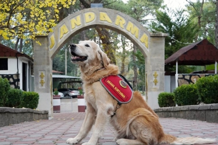 JAK k&ouml;peği Ocak, 8 yılda 48 canı enkazdan hayata bağladı
