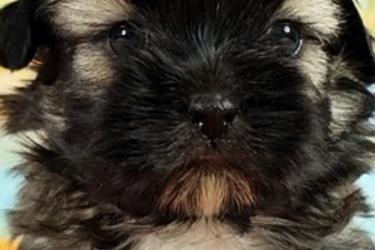 Ölen köpeğini klonlattı! 2.1 milyon lira harcadı