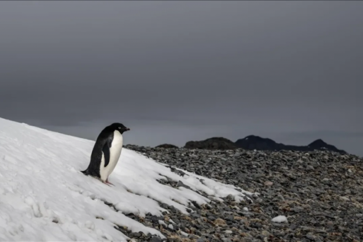 Penguen videosu ne anlama geliyor? Sosyal medyada g&uuml;ndem olan penguen olayının anlamı