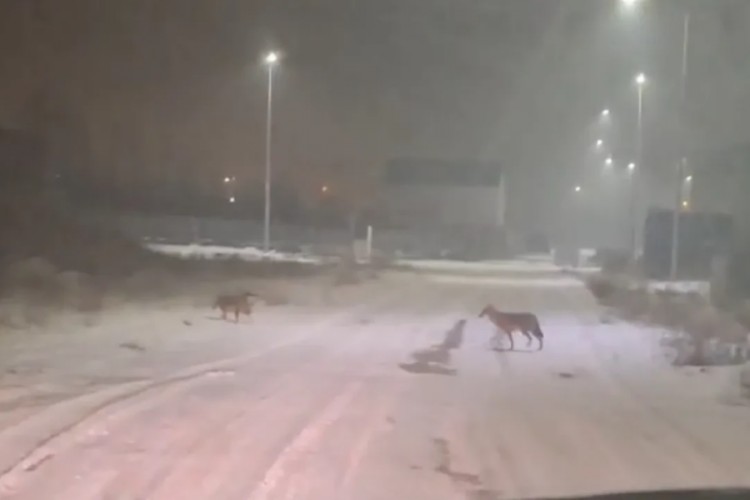 Kurtlar yerleşim alanlarına indi! Hayvancılıkla uğraşanlar tedirgin bekleyişte