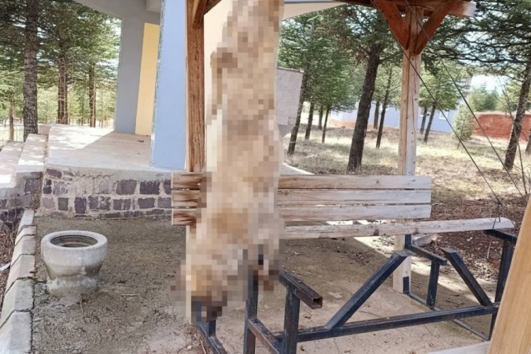 G&uuml;peg&uuml;nd&uuml;z canice hayvan katliamı! Tepkiler &ccedil;ığ gibi b&uuml;y&uuml;yor...