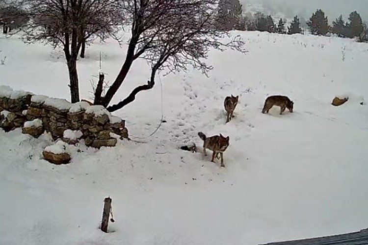 K&ouml;ye inen kurtlar kameraya yakalandı