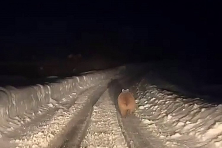 Kış uykusuna yatmayan ayı böyle görüntülendi