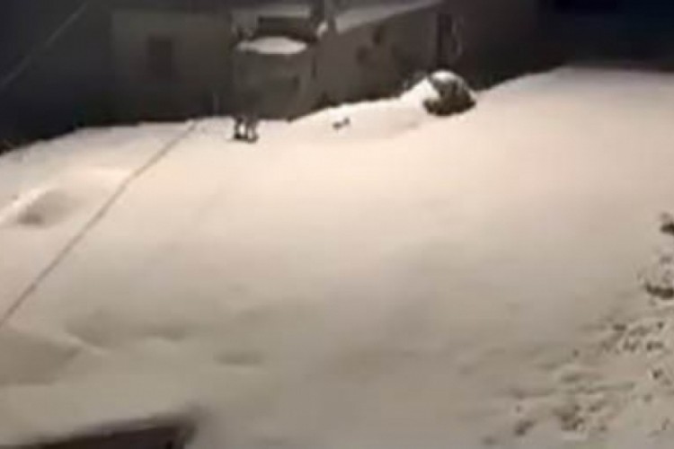 Nesli t&uuml;kenmekte olan vaşak ailesi g&ouml;r&uuml;ld&uuml;