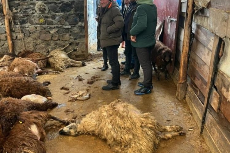 A&ccedil; kalan kurtlar ağılı talan etti! 130 koyun telef...