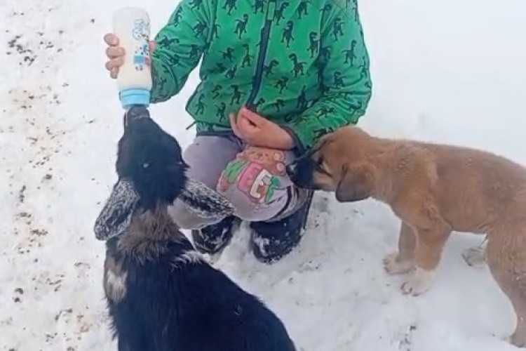 Fırtınada kaybolan kuzu 3 gün sonra bulundu