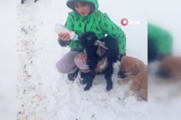 Fırtınada kaybolan kuzu 3 g&uuml;n sonra sağ bulundu!